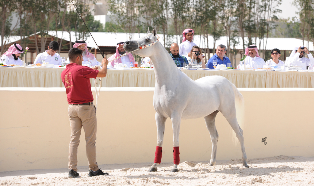 The 2016 Al Rayyan Presentation of Horses