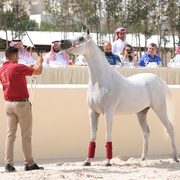 The 2016 Al Rayyan Presentation of Horses