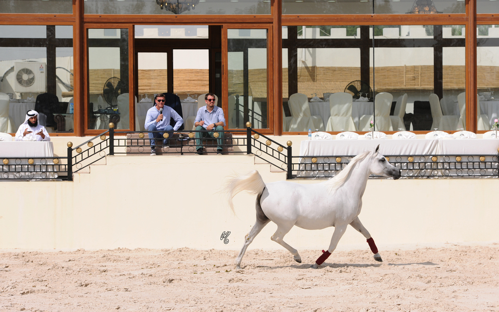 The 2016 Al Rayyan Presentation of Horses