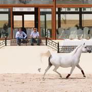 The 2016 Al Rayyan Presentation of Horses