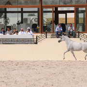 The 2016 Al Rayyan Presentation of Horses