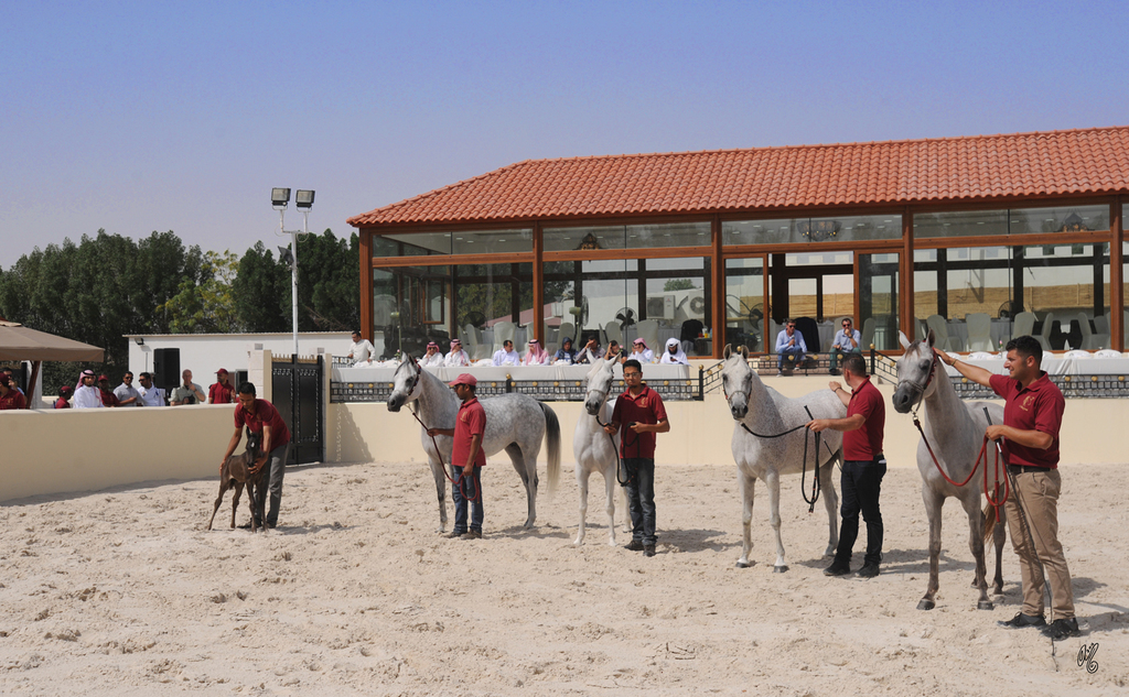 The 2016 Al Rayyan Presentation of Horses