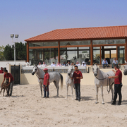 The 2016 Al Rayyan Presentation of Horses
