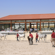 The 2016 Al Rayyan Presentation of Horses