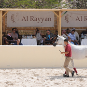 The 2016 Al Rayyan Presentation of Horses