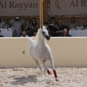 The 2016 Al Rayyan Presentation of Horses
