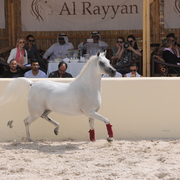 The 2016 Al Rayyan Presentation of Horses