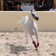 The 2016 Al Rayyan Presentation of Horses