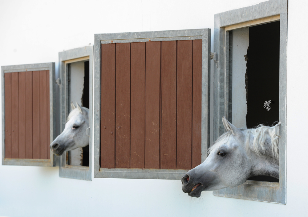 Al Rayyan Farm: Doha, Qatar