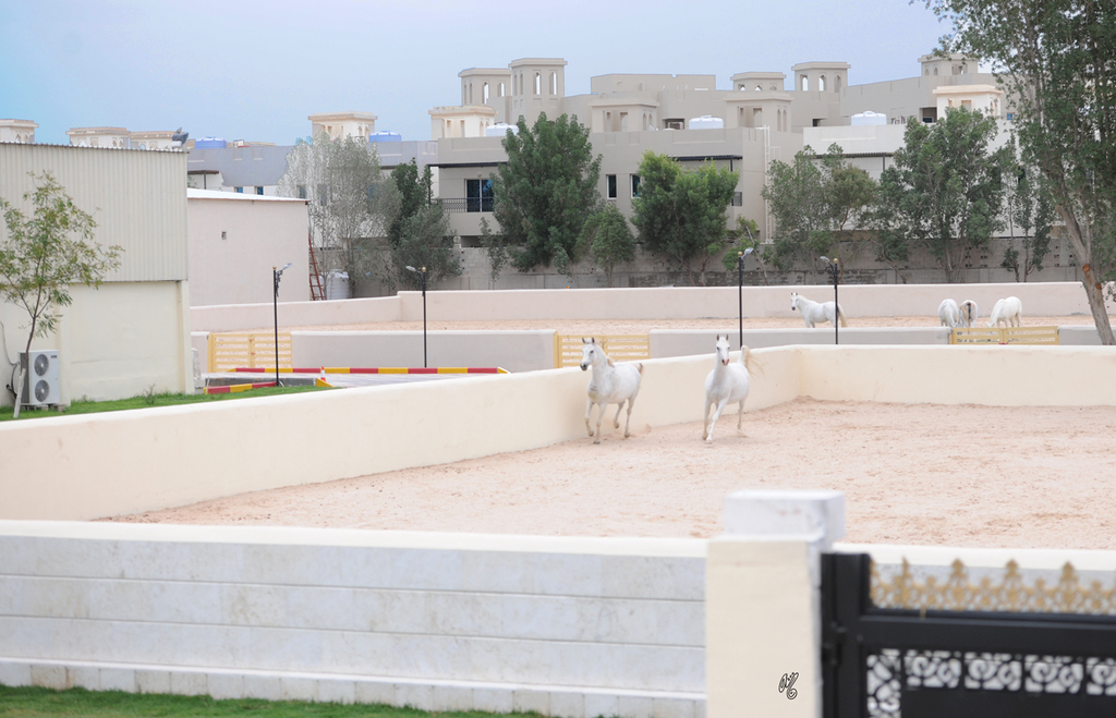 Al Rayyan Farm: Doha, Qatar