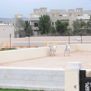Al Rayyan Farm: Doha, Qatar