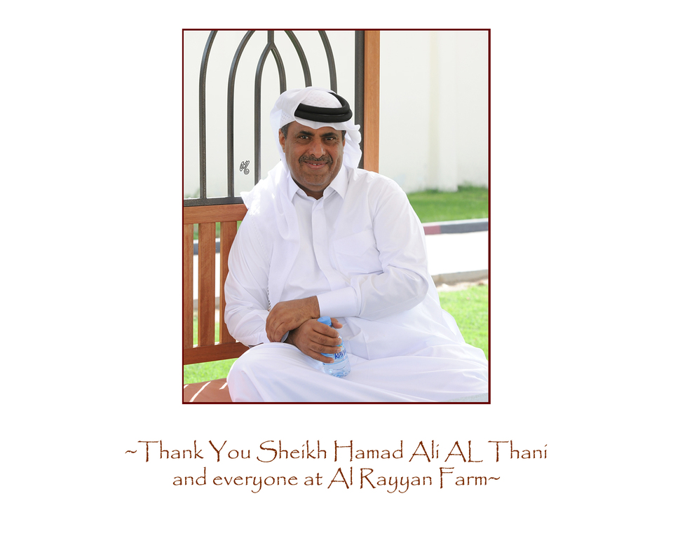 Lisa Abraham: The Al Rayyan Presentation of Horses Photo Gallery: 2016