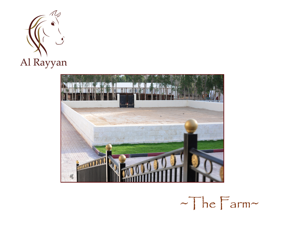 Lisa Abraham: The Al Rayyan Presentation of Horses Photo Gallery: 2016