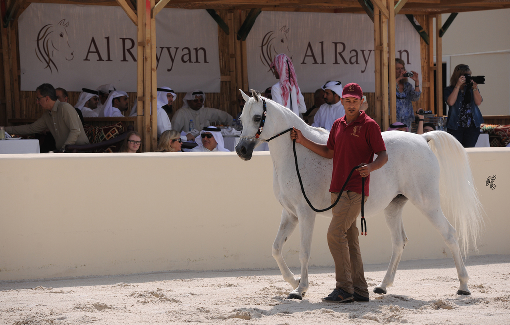 The 2016 Al Rayyan Presentation of Horses