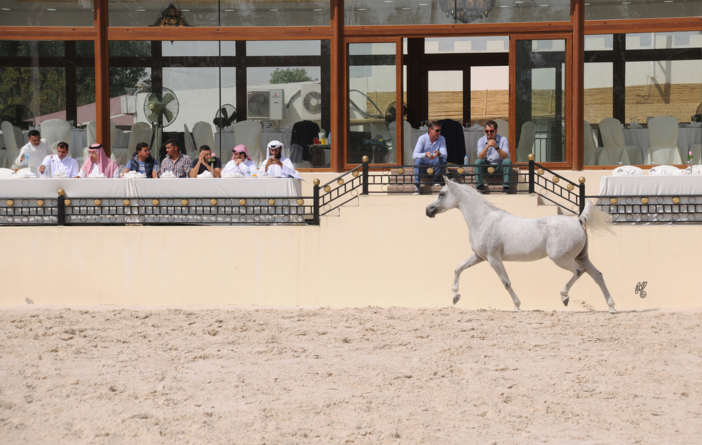 The 2016 Al Rayyan Presentation of Horses