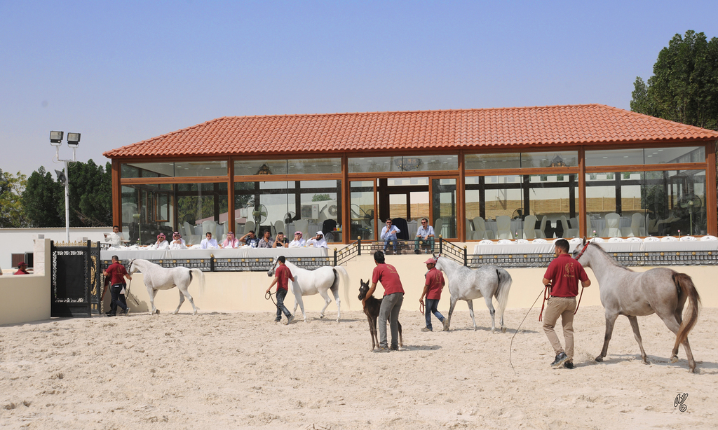 The 2016 Al Rayyan Presentation of Horses