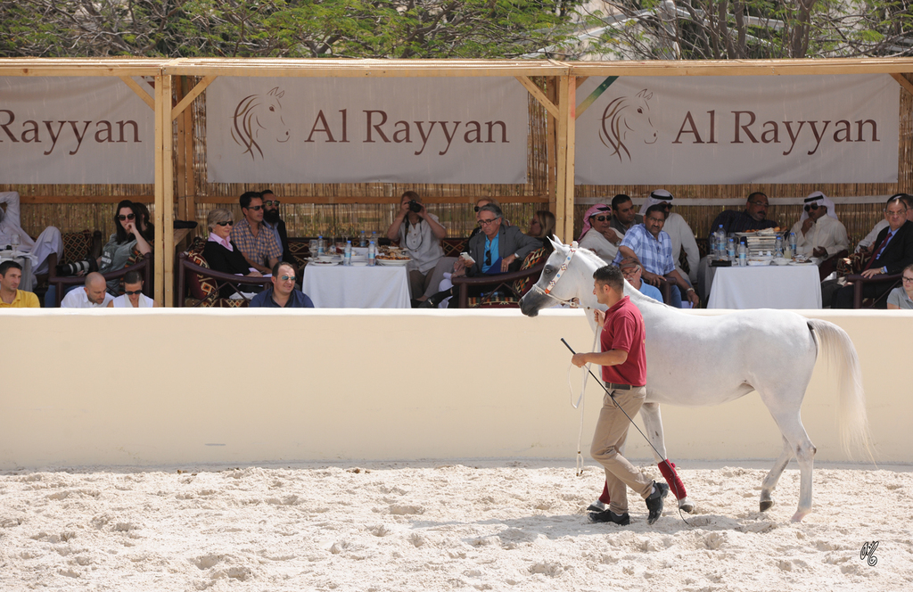 The 2016 Al Rayyan Presentation of Horses