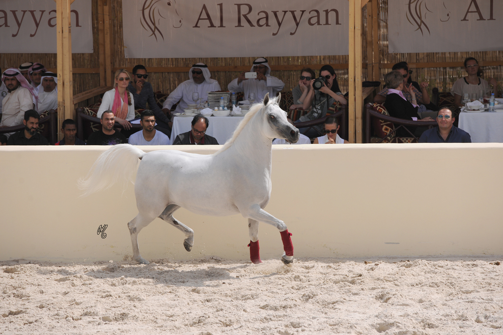 The 2016 Al Rayyan Presentation of Horses
