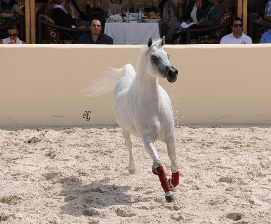 The 2016 Al Rayyan Presentation of Horses