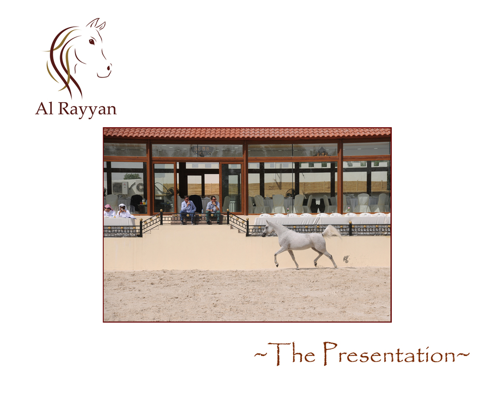 The Al Rayyan Presentation of Horses: 2016