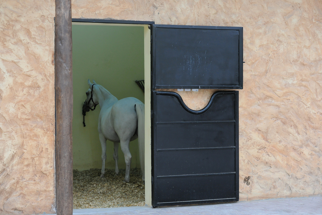 The Al Rayyan Presentation of Horses: 2016