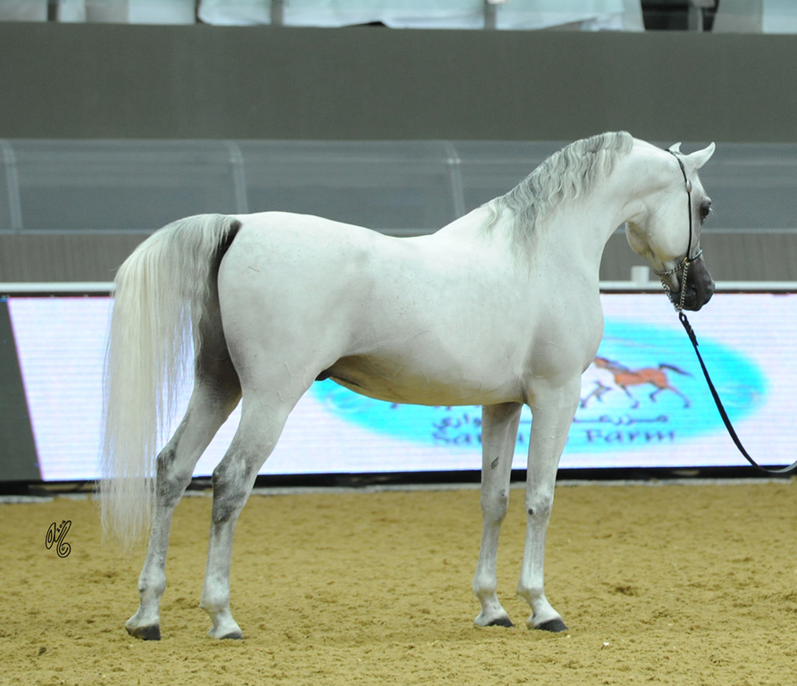 Senior Stallion Gold Champion: Farhoud Al Shaqab  (Al Adeed Al Shaqab X Johara Al Shaqab)