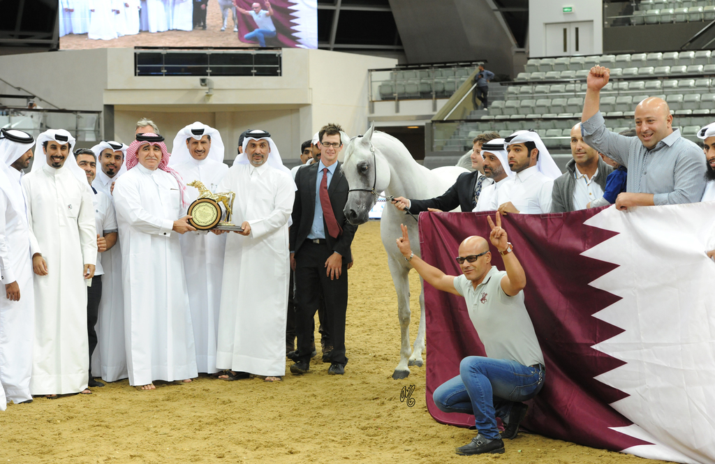 Senior Stallion Gold Champion: Farhoud Al Shaqab  (Al Adeed Al Shaqab X Johara Al Shaqab)