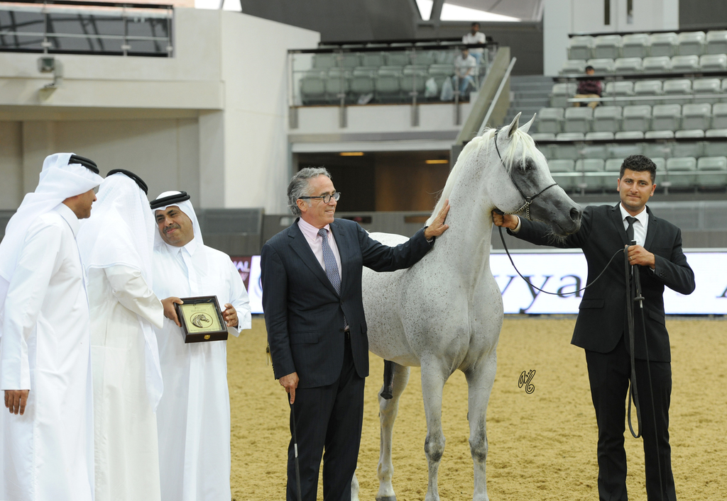 Senior Stallion Silver Champion: Safir Al Rayyan (Ashhal Al Rayyan X RN Farida)