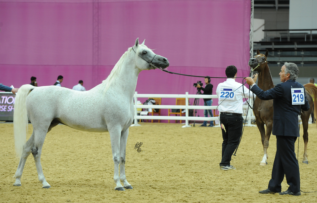 Senior Stallion Silver Champion: Safir Al Rayyan (Ashhal Al Rayyan X RN Farida)