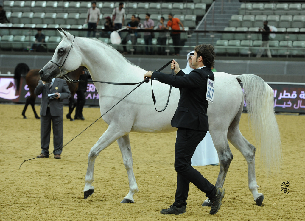 Senior Stallion Gold Champion: Farhoud Al Shaqab  (Al Adeed Al Shaqab X Johara Al Shaqab)