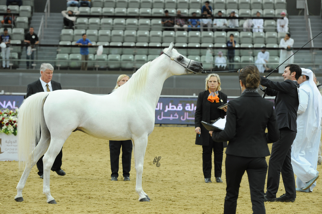 Senior Stallion Bronze Champion: Motair Al Baidaa (Tarres Rasheek Al Qusar X Ansata Bint Shahrazad)