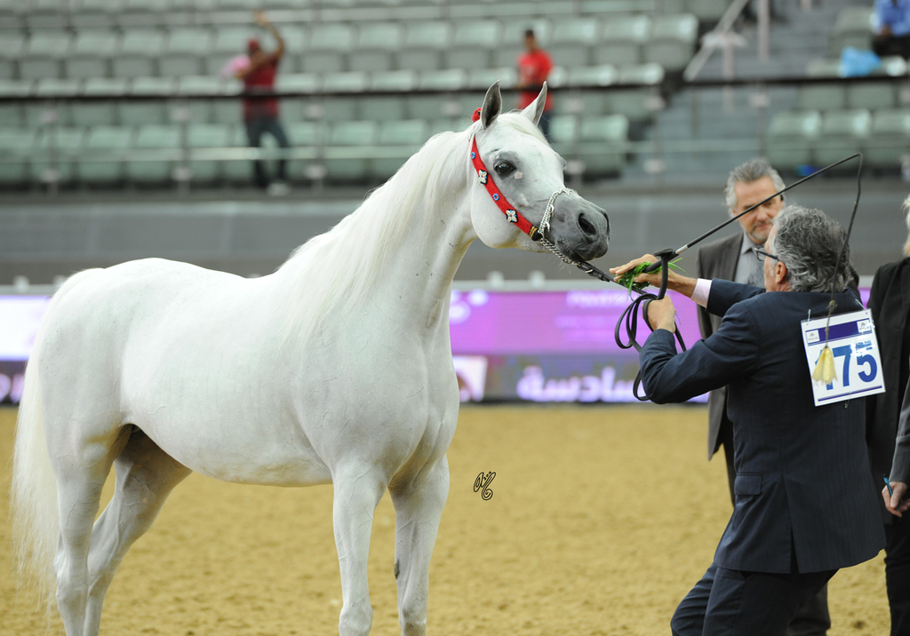 Senior Mare Gold Champion: Rayyana Al Aliya (Ashhal Al Rayyan Asrar Al Rayyan)