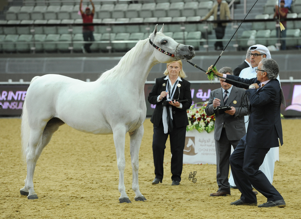 Senior Mare Silver Champion:  Darine Al Rayyan (Ashhal Al Rayyan X Aisha)