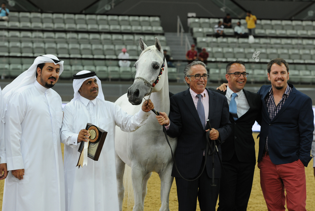 Senior Mare Silver Champion:  Darine Al Rayyan (Ashhal Al Rayyan X Aisha)