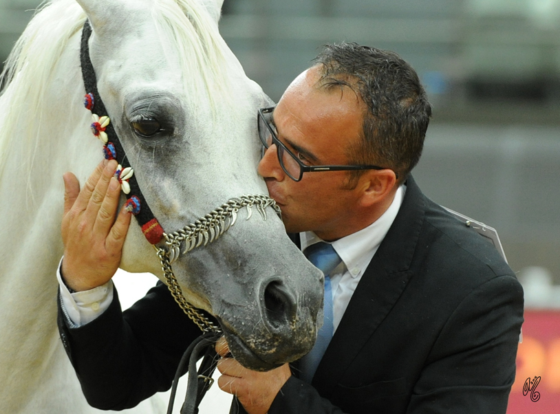 Senior Mare Silver Champion:  Darine Al Rayyan (Ashhal Al Rayyan X Aisha)