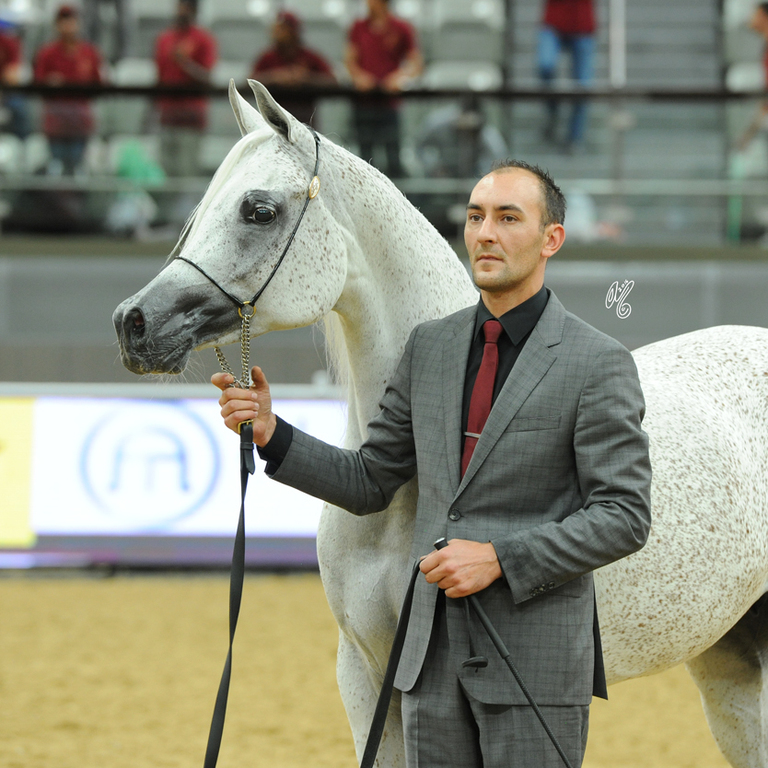 Senior Mare Bronze Champion:  Dalal Al Nasser (Ansata Nile Echo X Leen Al Nasser)