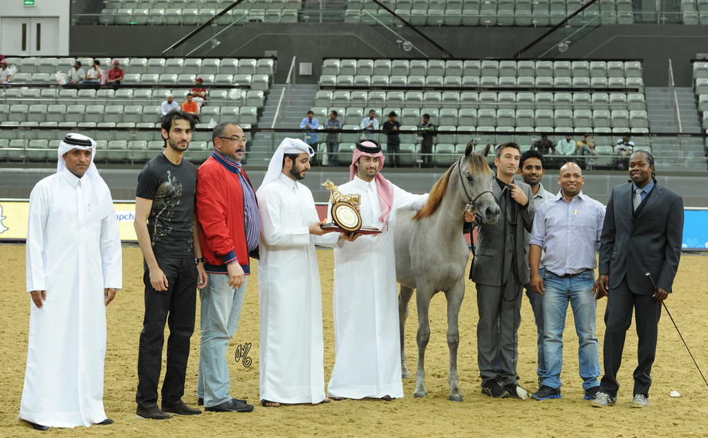 Junior Colt Gold Champion: Hilal Al Waab (Sinan Al Rayyan X Sharuby HP)