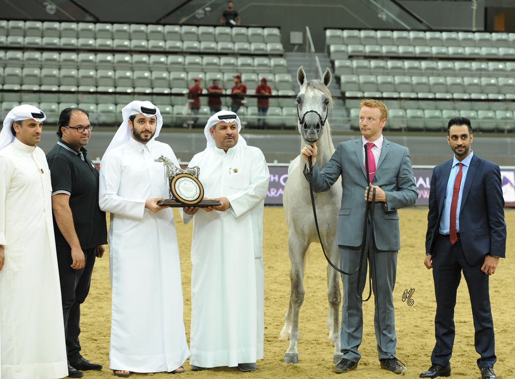 Junior Colt Silver Champion: D Monaf (Royal Colours X DA Aniqah)