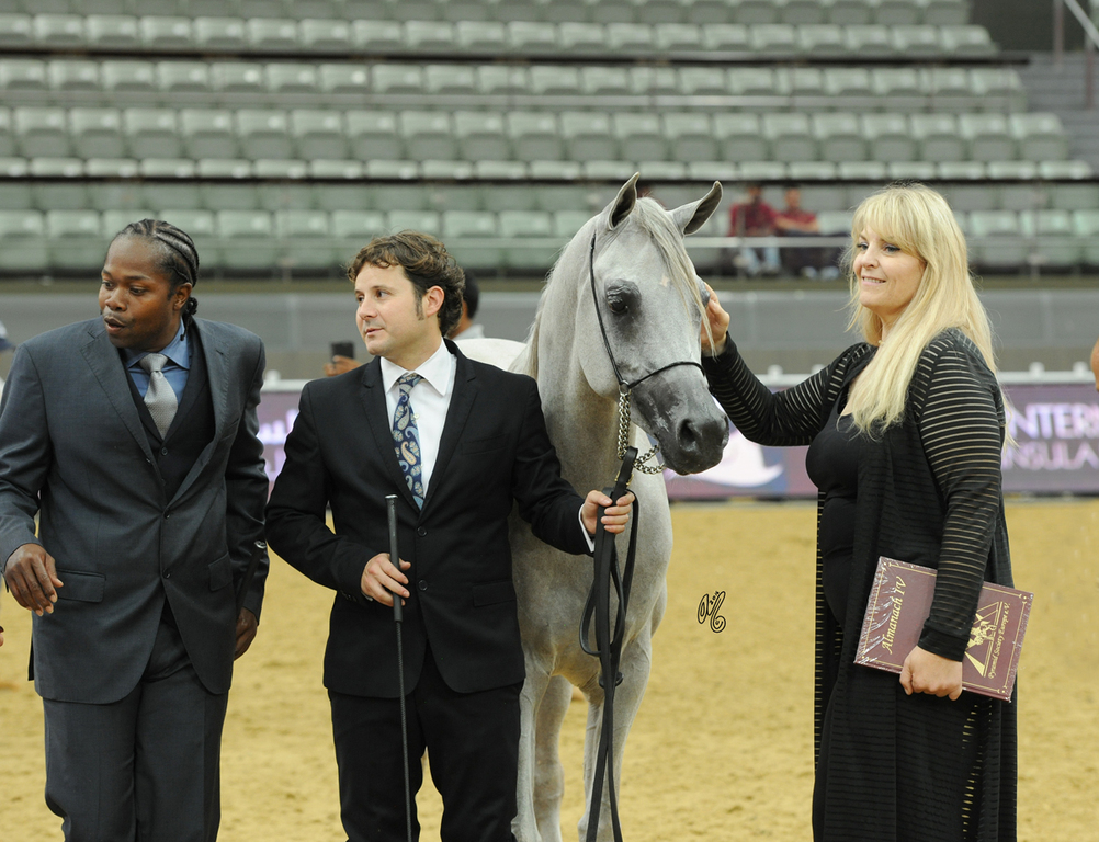 Junior Colt Bronze Champion: Mountaser Laffan (Ansata Nile Echo X Authentic Monisa)