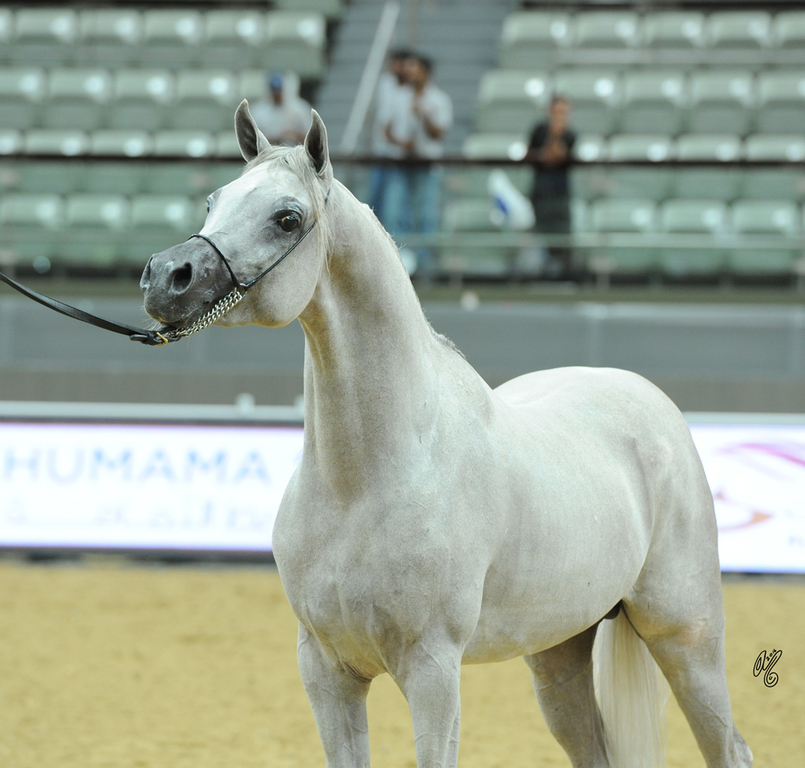 Junior Colt Bronze Champion: Mountaser Laffan (Ansata Nile Echo X Authentic Monisa)