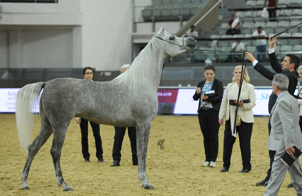 Junior Filly Gold Champion:  Deenara Al Waab (Ansata Nile Echo X RN Dananeer)