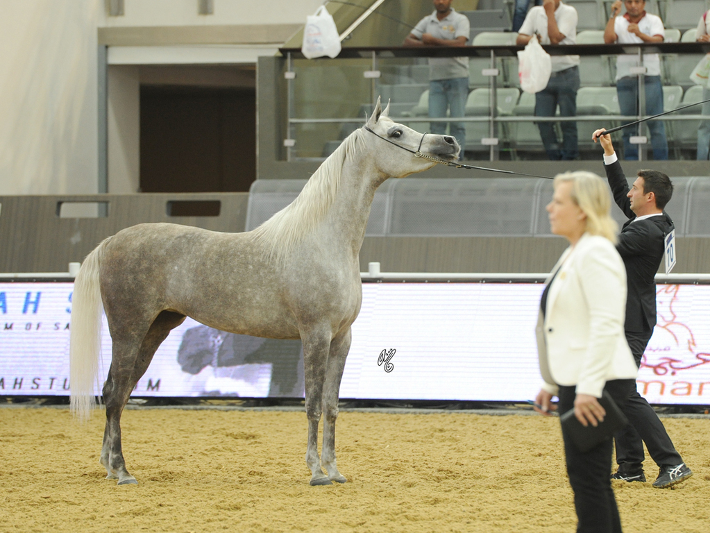 Junior Filly Gold Champion:  Deenara Al Waab (Ansata Nile Echo X RN Dananeer)