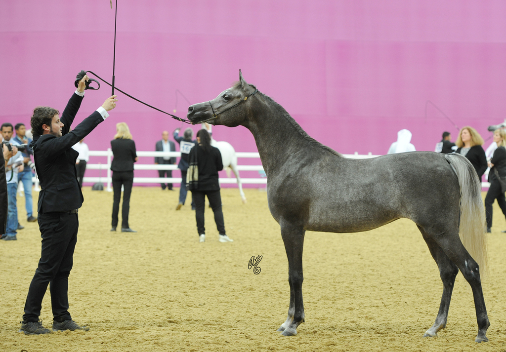 Junior Filly Silver Champion: Mashhoourah Al Shaqab (Ansata Nile Echo X Lian Al Shaqab)