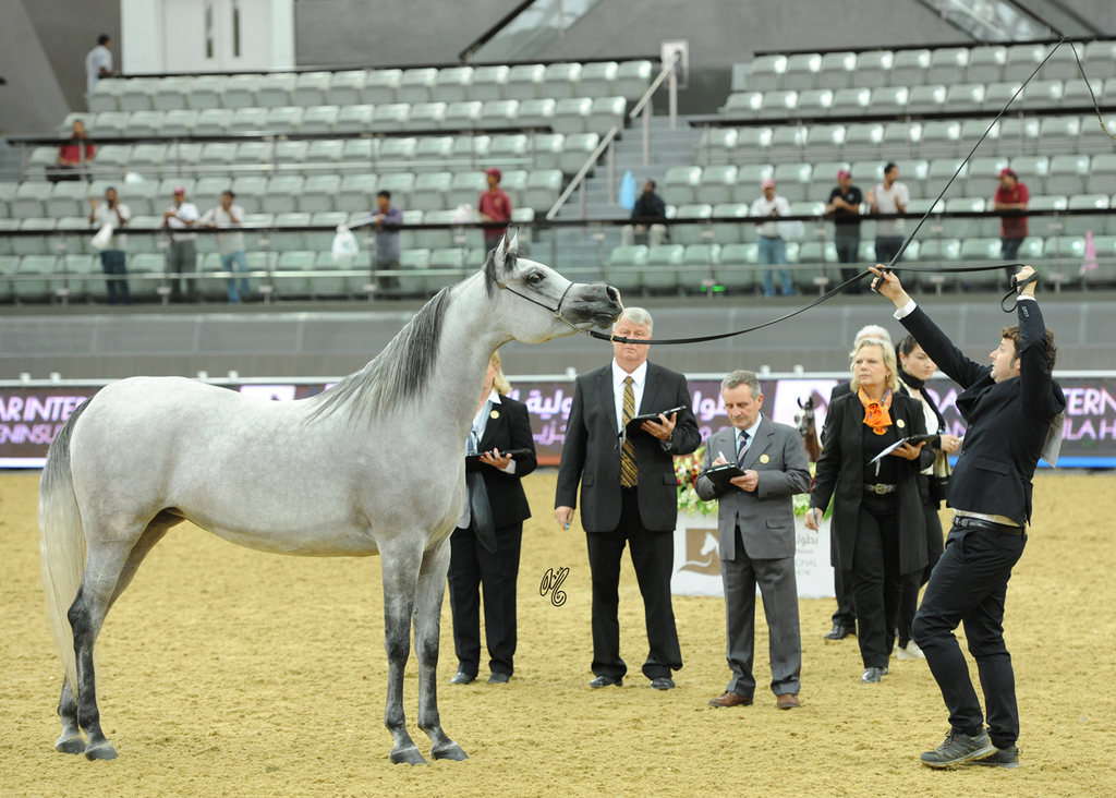 #140 Tibrah Al Shaqab