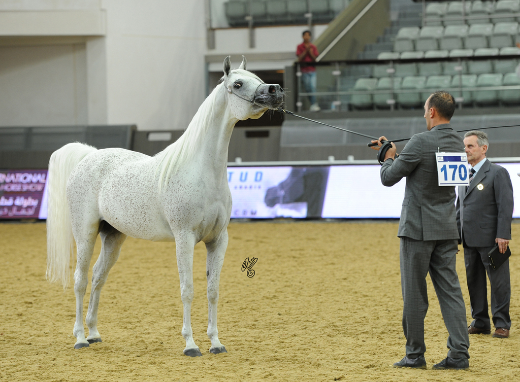 #170 Hayat Al Nasser