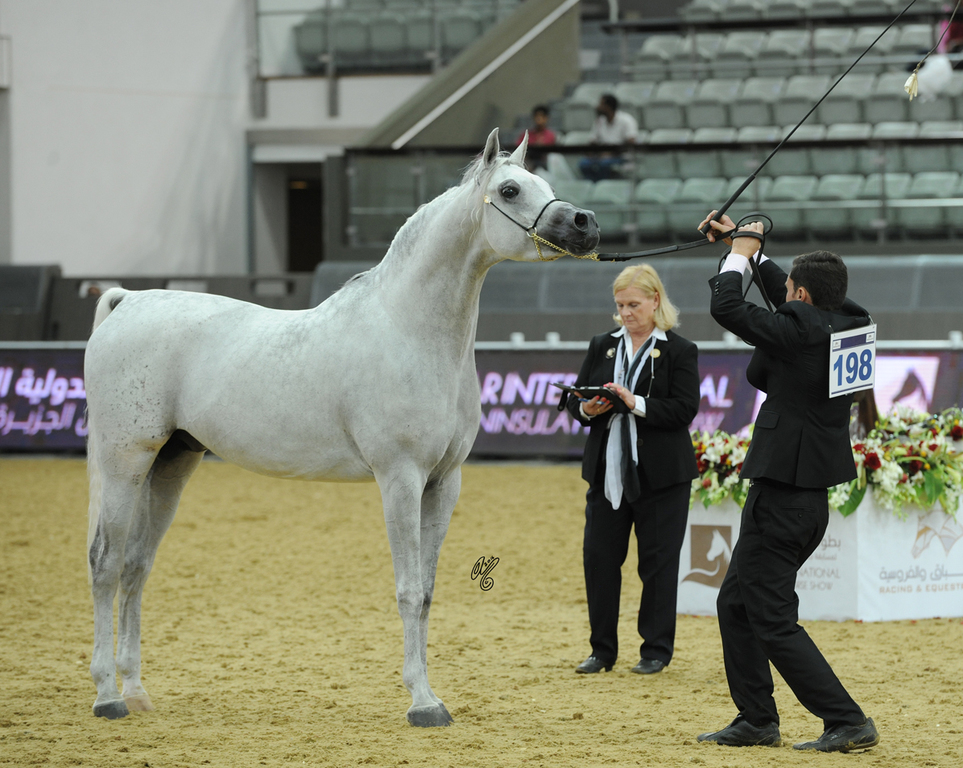 #198 Najdi Alshakhoura