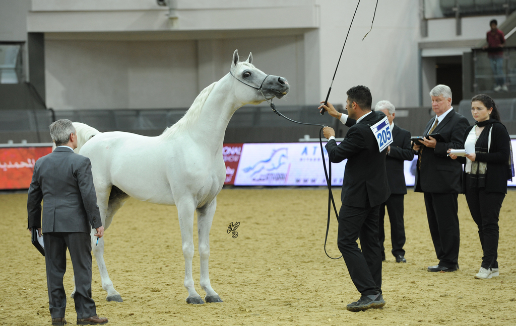  #205 Daghsh Al Shaqab