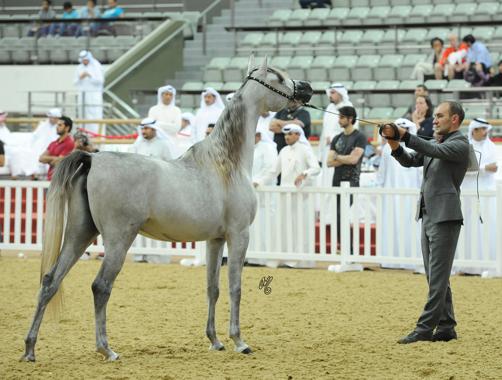 #60 Taraheeb Al Nasser 