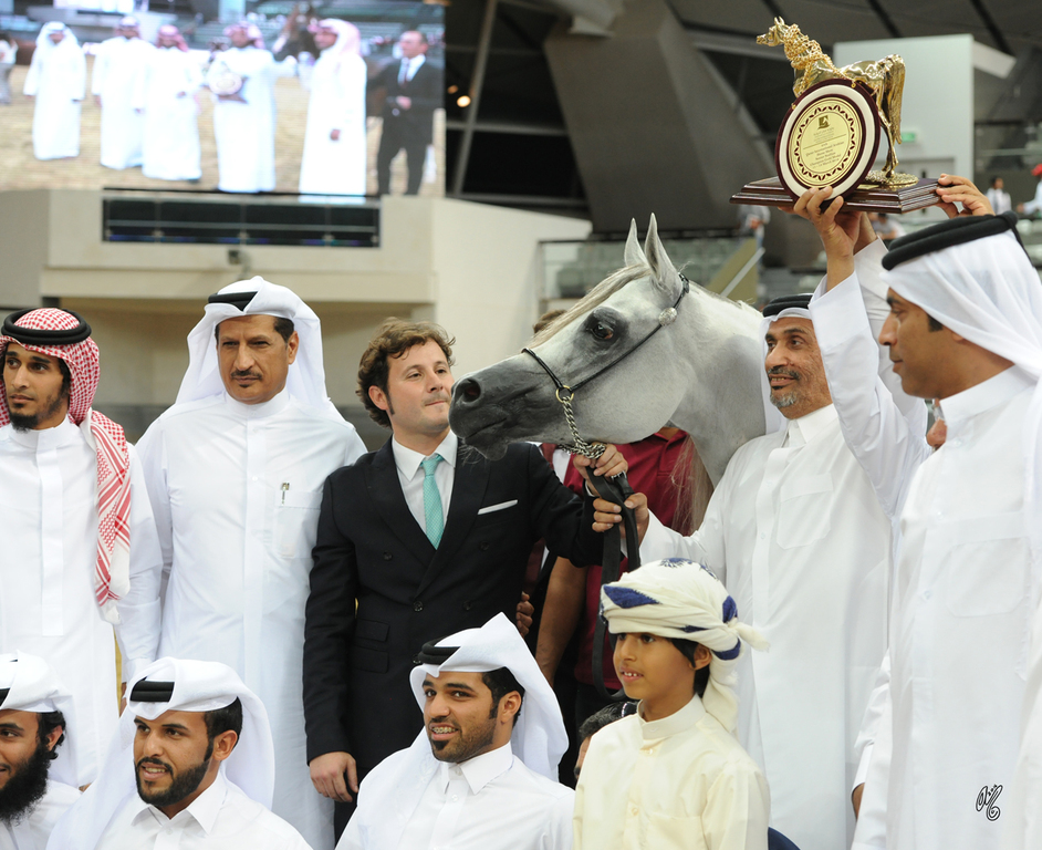 Senior Stallion Gold Champion: Hariry Al Shaqab (Marwan Al Shaqab X White Silkk) 