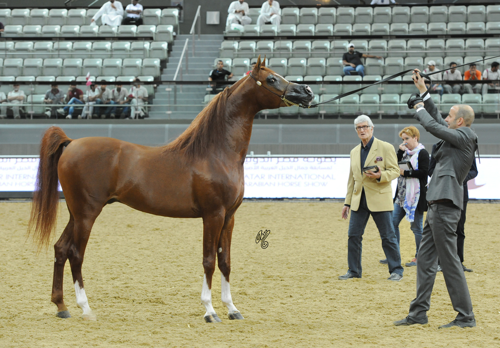 Senior Stallion Silver Champion: Abha Qatar (Marwan Al Shaqab X ZT Ludjkalba)